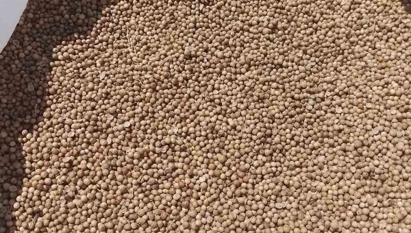 Coriander Seeds - New Crop 2023